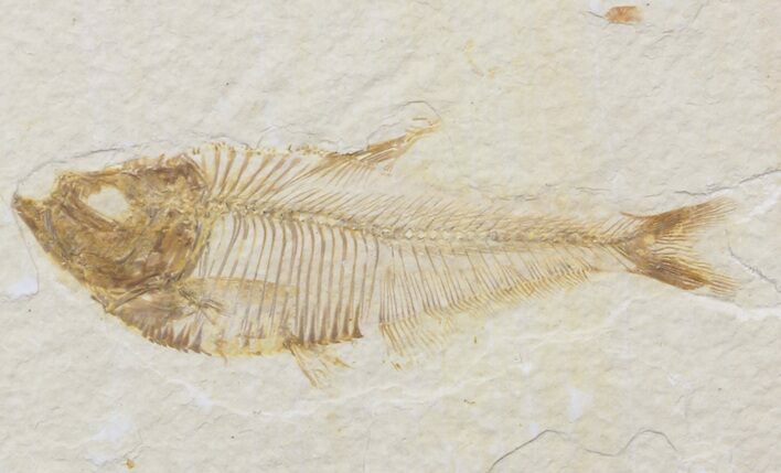 Bargain Diplomystus Fossil Fish - Wyoming #41133